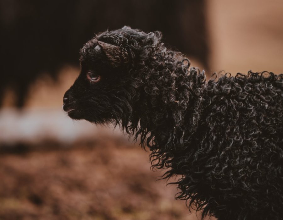 Photo by Annie Spratt on Unsplash Photo by Annie Spratt on Unsplash